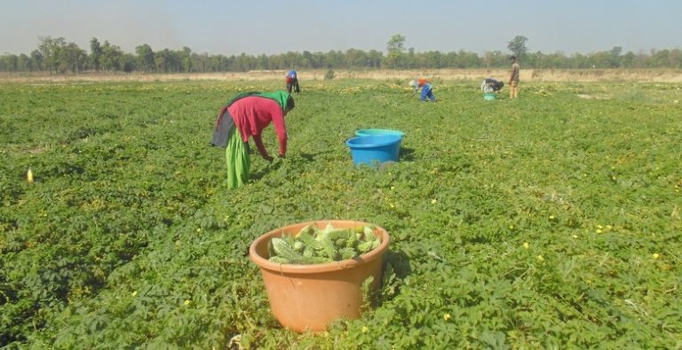 नेपालका बगरमा भारतीय किसानको तरकारी खेती