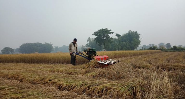 झापामा धानको उत्पादन बढ्यो